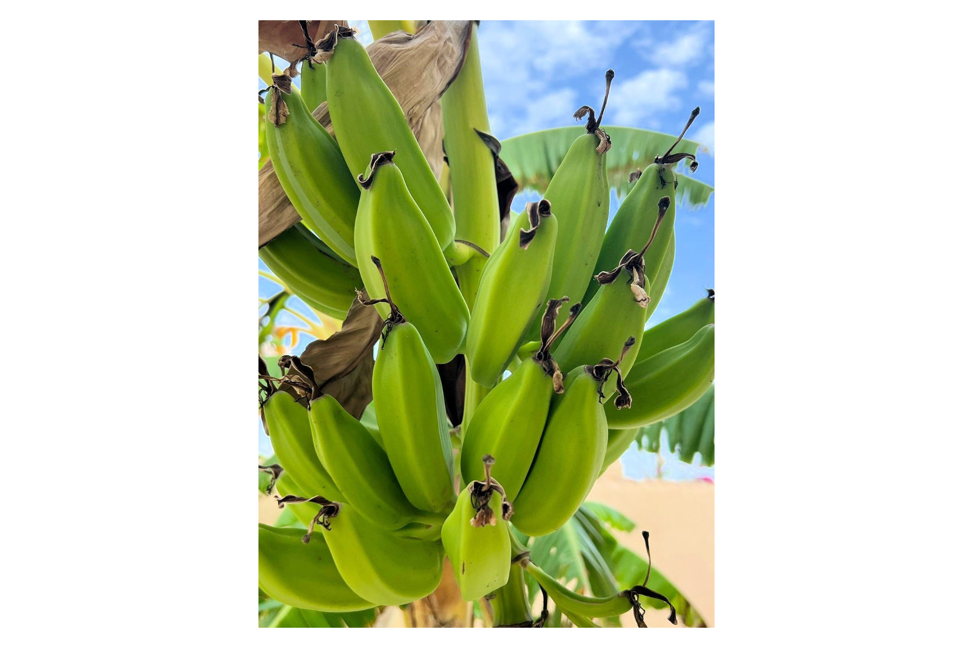 Herverkoop - Villa - Los Urrutias - Estrella De Mar