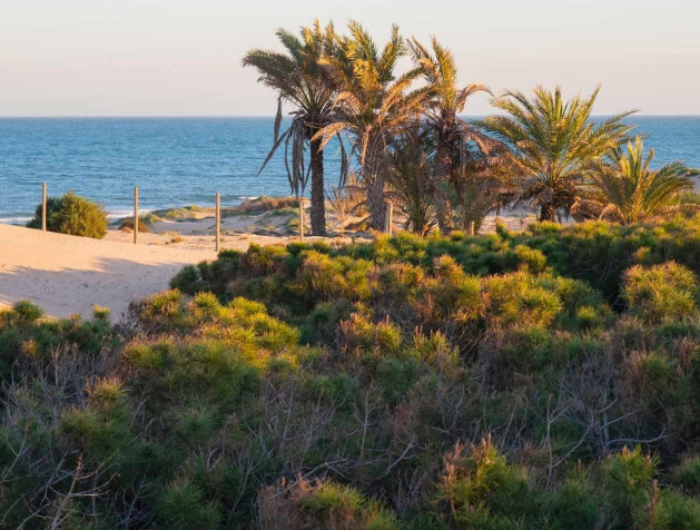 Nouvelle construction - Attique - Guardamar del Segura - Avda del Puerto